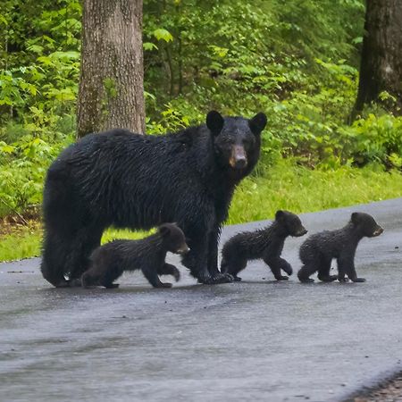 Brentwood Villa Pigeon Forge Buitenkant foto